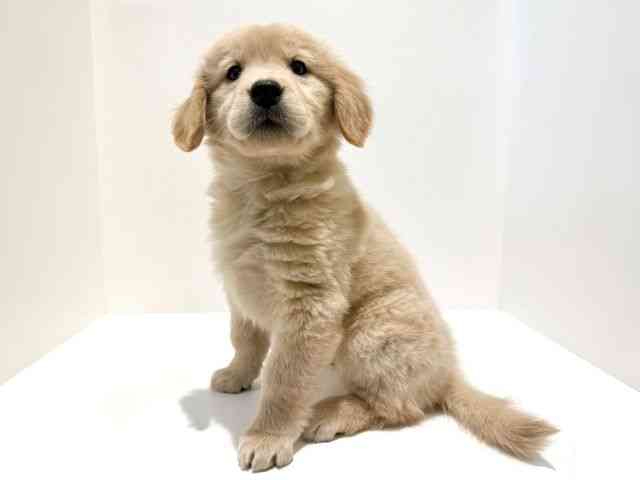 大阪府のゴールデンレトリバー (ひごペットフレンドリーイオン高槻店/2025年12月2日生まれ/女の子/ゴールデン)の子犬の3枚目の画像