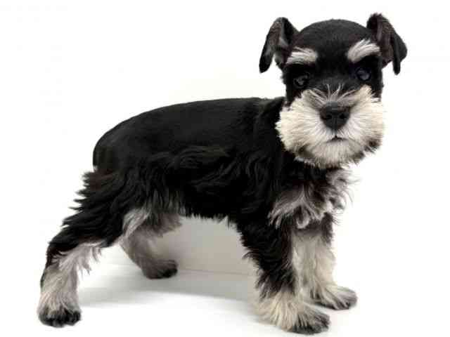 大阪府のミニチュアシュナウザー (ひごペットフレンドリーくずはモール店/2025年12月2日生まれ/女の子/ブラックシルバー)の子犬の3枚目の画像