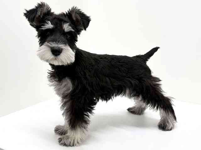 大阪府のミニチュアシュナウザー (ひごペットフレンドリーくずはモール店/2025年12月2日生まれ/女の子/ブラックシルバー)の子犬の3枚目の画像