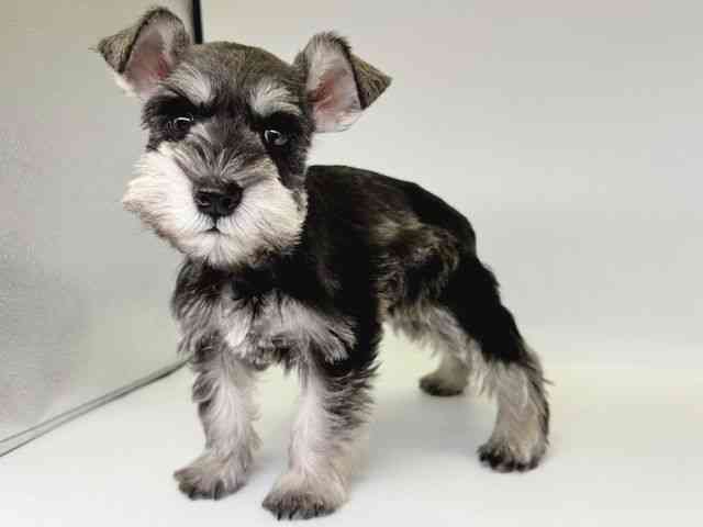 大阪府のミニチュアシュナウザー (ひごペットフレンドリー瓜破店/2025年12月2日生まれ/女の子/ソルトペッパー)の子犬の3枚目の画像