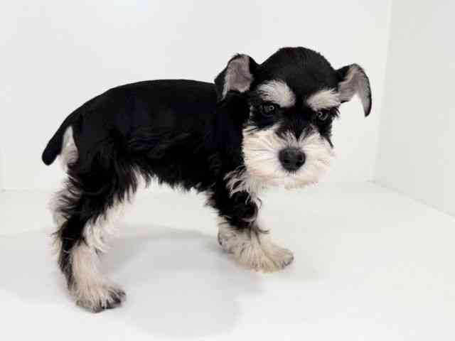 兵庫県のミニチュアシュナウザー (ひごペットフレンドリーイトーヨーカドー明石店/2025年12月2日生まれ/男の子/ブラックシルバー)の子犬の3枚目の画像