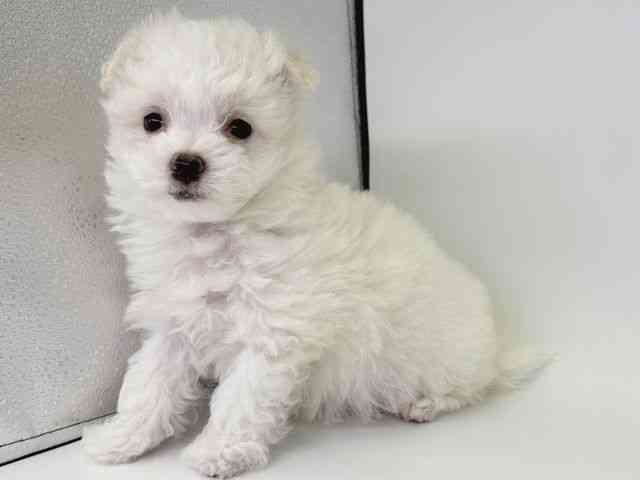 大阪府のビションフリーゼ (ひごペットフレンドリー瓜破店/2025年12月3日生まれ/女の子/ホワイト)の子犬の3枚目の画像