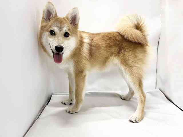 愛媛県のポメ柴/豆ポメ/ポメ豆柴(ポメラニアン×柴犬) (ひごペットフレンドリーイオンモール今治新都市店/2025年9月13日生まれ/男の子/赤)の子犬の3枚目の画像