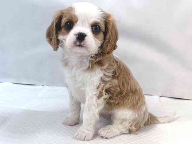 大阪府のキャバリアキングチャールズスパニエル (ひごペットフレンドリー堺プラットプラット店/2025年12月1日生まれ/男の子/ブレンハイム)の子犬の3枚目の画像