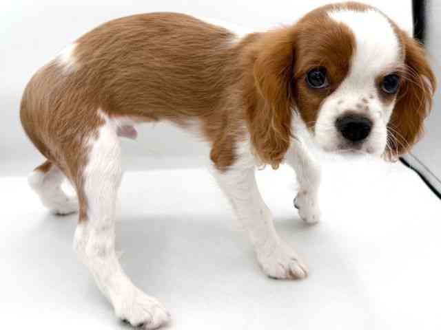 大阪府のキャバリアキングチャールズスパニエル (ひごペットフレンドリーイオンそよら海老江店/2025年12月1日生まれ/男の子/ブレンハイム)の子犬の3枚目の画像