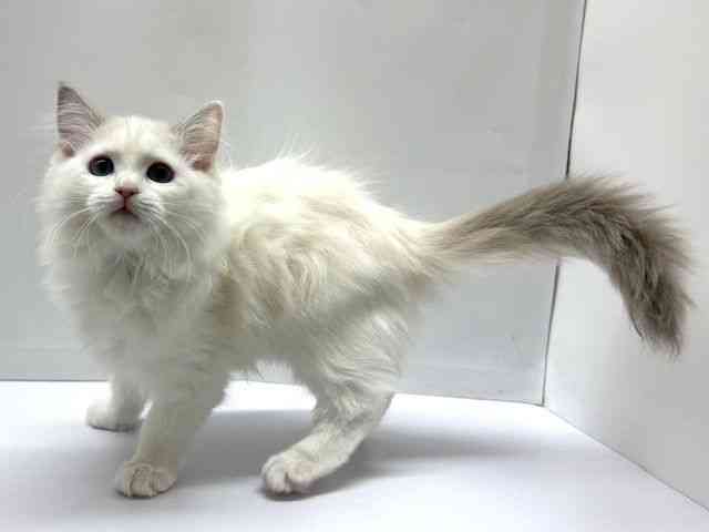 大阪府のラグドール (ひごペットフレンドリーベルファⅡ都島店/2025年12月4日生まれ/女の子/ブルーポイントバイカラー)の子猫の3枚目の画像