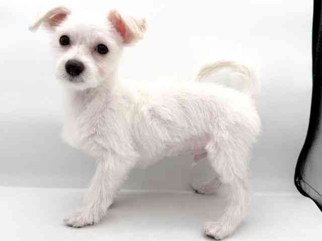 大阪府のマルプー(マルチーズ×プードル) (ひごペットフレンドリーイオンそよら海老江店/2025年12月3日生まれ/男の子/ホワイト)の子犬の3枚目の画像