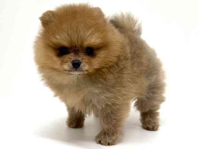 大阪府のポメラニアン (ひごペットフレンドリーくずはモール店/2025年12月3日生まれ/女の子/オレンジ)の子犬の3枚目の画像