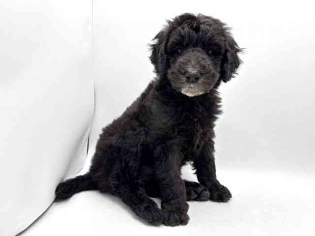 奈良県のスタンダードプードル (ひごペットフレンドリー田原本店/2025年12月2日生まれ/男の子/グレー)の子犬の3枚目の画像