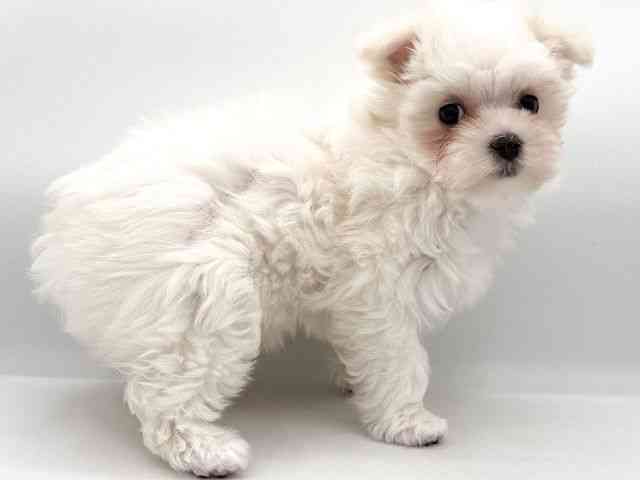 大阪府のマルチーズ (ひごペットフレンドリーイオンそよら海老江店/2025年11月24日生まれ/女の子/ホワイト)の子犬の3枚目の画像