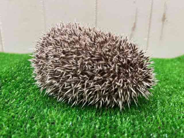 ハリネズミ／ピグミーヘッジホッグ[ハリネズミ ノーマル] | ひごペット