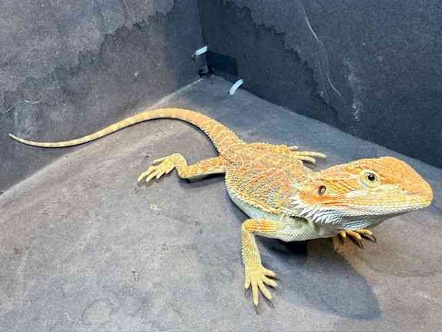 フトアゴヒゲトカゲ[【ファンシーカラー】] | ひごペットフレンドリー