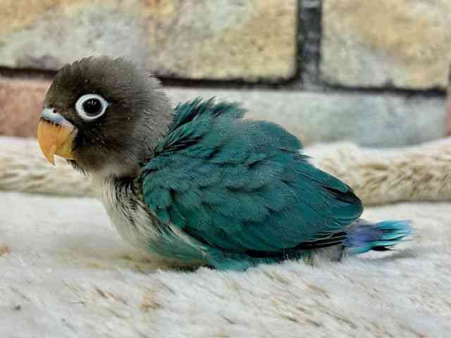 ✢ブルーボタンインコさんとお花の飾り✢ ブルーボタンインコさんとお花の飾り ボタンインコ[ブルーボタン