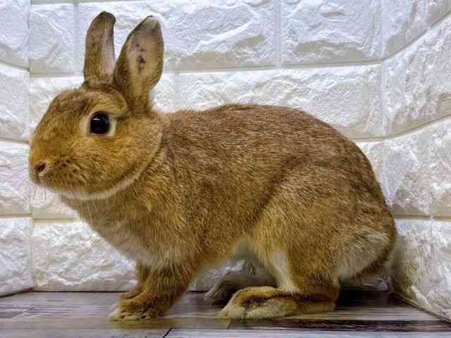 証明書付ネザーランド[☆スモールアニマルフェスタ☆] | ひごペット