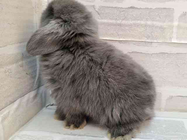 ロップイヤー[カラー：ブルー] | ひごペットフレンドリー 【 公式サイト 】