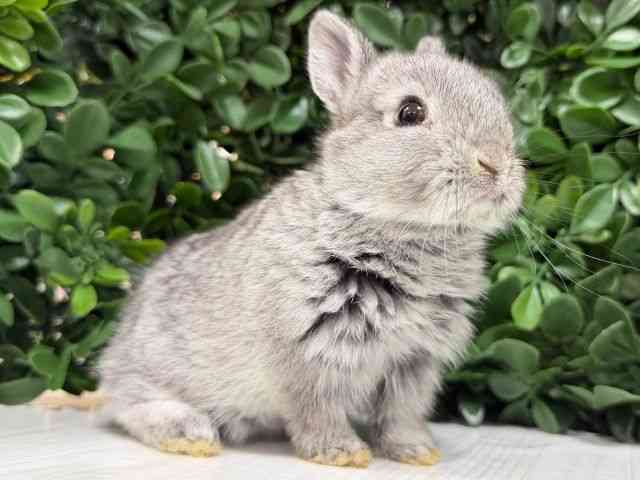 ネザーランドドワーフ[【チンチラ】] | ひごペットフレンドリー