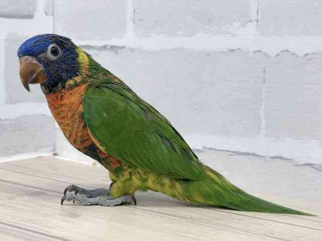 ゴシキセイガイインコ[【ゴシキセイガイインコ】] | ひごペット