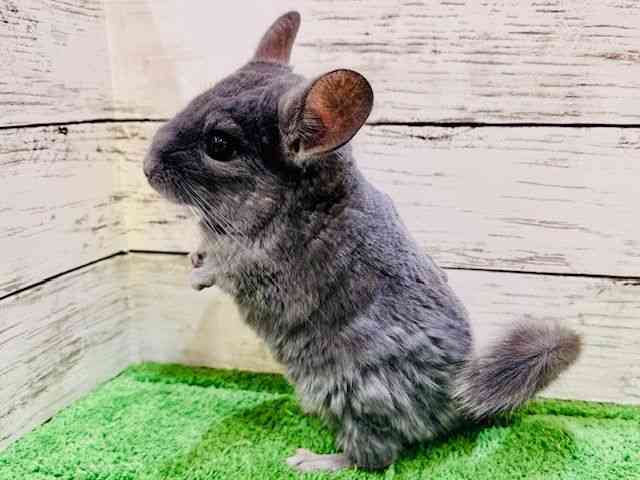 チンチラ[ブラウンエボニー] | ひごペットフレンドリー 【 公式サイト 】