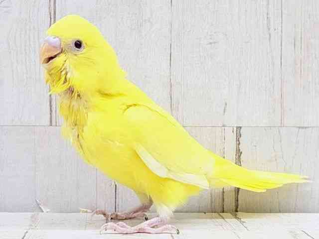 セキセイインコ[【ルチノー】フェスタ開催中！2026年3月31日まで特別