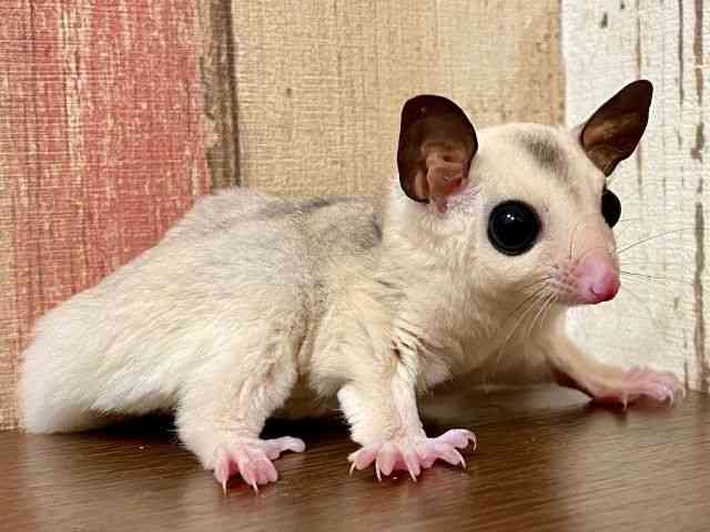 フクロモモンガ[【カラー】プラチナモザイク] | ひごペット