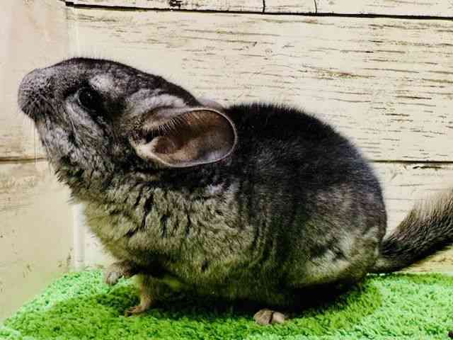 チンチラ[グレー] | ひごペットフレンドリー 【 公式サイト 】