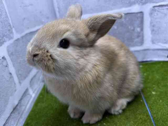 ロップイヤー[オレンジ] | ひごペットフレンドリー 【 公式サイト 】