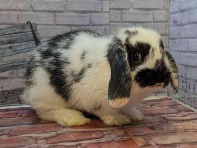 ロップイヤー[ブロークンブラック] | ひごペットフレンドリー 【 公式