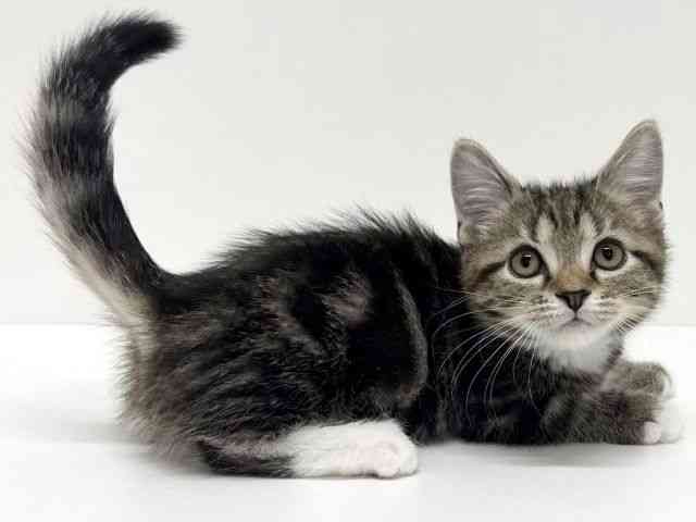 大阪府のマンチカン (ひごペットフレンドリーくずはモール店/2025年10月26日生まれ/男の子/ブラウンタビーホワイト)の子猫の3枚目の画像