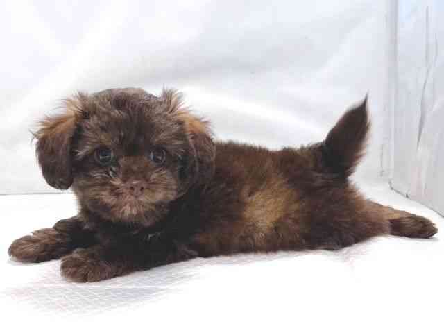 大阪府のハーフ犬・ミックス犬 (ひごペットフレンドリー堺プラットプラット店/2025年12月4日生まれ/男の子/チョコレート)の子犬の3枚目の画像