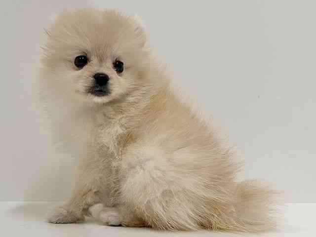 奈良県のハーフ犬・ミックス犬 (ひごペットフレンドリーイオンモール橿原ウエスト・ビレッジ店/2025年11月28日生まれ/女の子/クリーム)の子犬の3枚目の画像