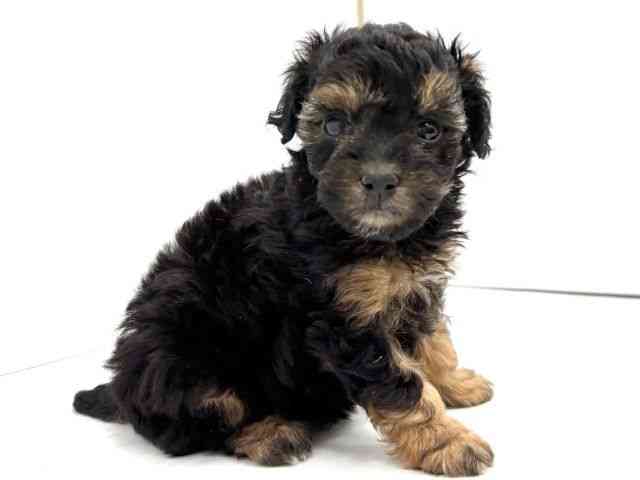 大阪府のトイプードル(トイ) (ひごペットフレンドリーイオンタウン茨木太田店/2025年12月7日生まれ/女の子/ブラックタン)の子犬の3枚目の画像