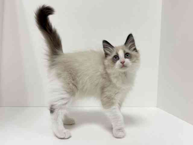 愛知県のラグドール (ひごペットフレンドリーイトーヨーカドー知多店/2025年12月5日生まれ/女の子/シールポイントバイカラー)の子猫の3枚目の画像