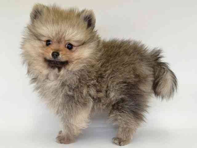 大阪府のポメラニアン (ひごペットフレンドリー瓜破店/2025年12月7日生まれ/男の子/ウルフセーブル)の子犬の3枚目の画像