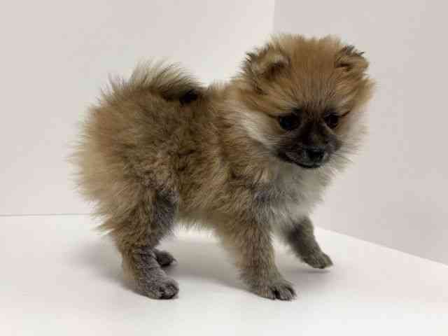 愛知県のポメラニアン (ひごペットフレンドリーイトーヨーカドー知多店/2025年12月6日生まれ/女の子/オレンジ)の子犬の3枚目の画像