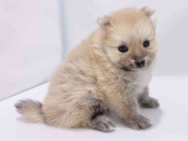 大阪府のポメラニアン (ひごペットフレンドリーイズミヤショッピングセンター千里丘店/2025年12月6日生まれ/男の子/オレンジ)の子犬の3枚目の画像