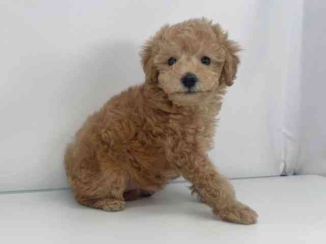 兵庫県のトイプードル(トイ) (ひごペットフレンドリーイオンタウン加古川店/2025年12月6日生まれ/女の子/アプリコット)の子犬の3枚目の画像