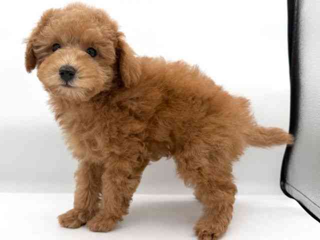 大阪府のトイプードル(トイ) (ひごペットフレンドリーイオンそよら海老江店/2025年12月6日生まれ/男の子/レッド)の子犬の3枚目の画像