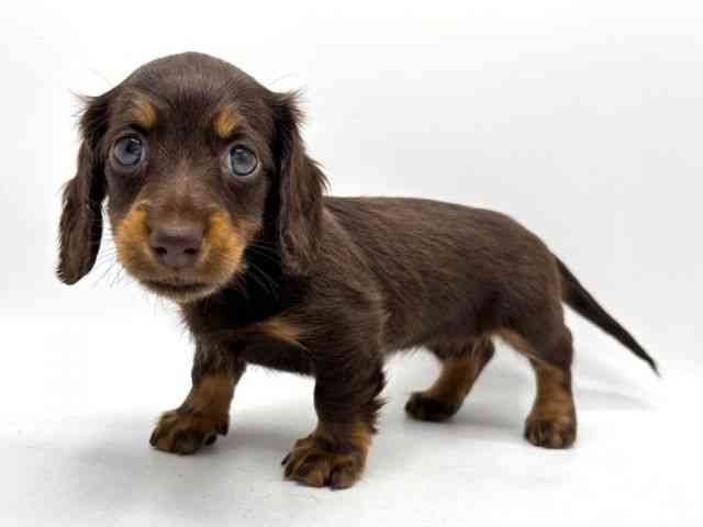 奈良県のミニチュアダックスフンド(ロング) (ひごペットフレンドリー田原本店/2025年12月5日生まれ/女の子/チョコレートタン)の子犬の3枚目の画像