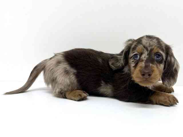 大阪府のミニチュアダックスフンド(ロング) (ひごペットフレンドリーくずはモール店/2025年12月5日生まれ/男の子/チョコレートダップル)の子犬の3枚目の画像