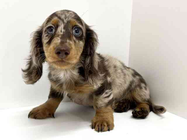 大阪府のミニチュアダックスフンド(ロング) (ひごペットフレンドリーくずはモール店/2025年12月5日生まれ/男の子/チョコレートダップル)の子犬の3枚目の画像