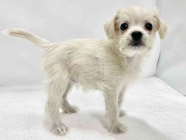 高知県のハーフ犬・ミックス犬 (ひごペットフレンドリーイオンモール高知店/2025年12月4日生まれ/女の子/ホワイト)の子犬の3枚目の画像