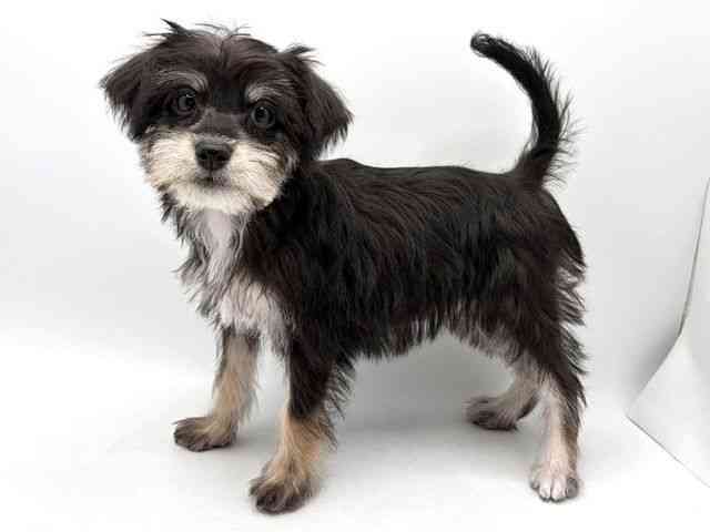 奈良県のハーフ犬・ミックス犬 (ひごペットフレンドリー田原本店/2025年12月4日生まれ/女の子/ブラック)の子犬の3枚目の画像