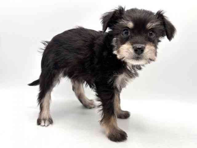 奈良県のハーフ犬・ミックス犬 (ひごペットフレンドリー田原本店/2025年12月4日生まれ/女の子/ブラック)の子犬の3枚目の画像