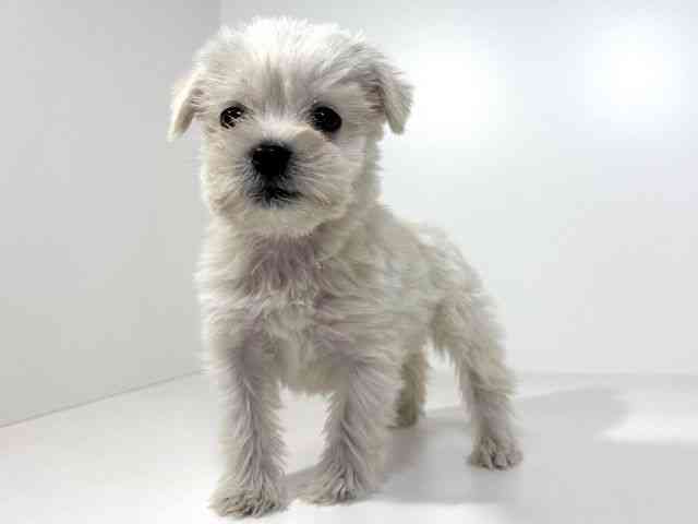 兵庫県のハーフ犬・ミックス犬 (ひごペットフレンドリーイトーヨーカドー明石店/2025年12月4日生まれ/女の子/ホワイト)の子犬の3枚目の画像