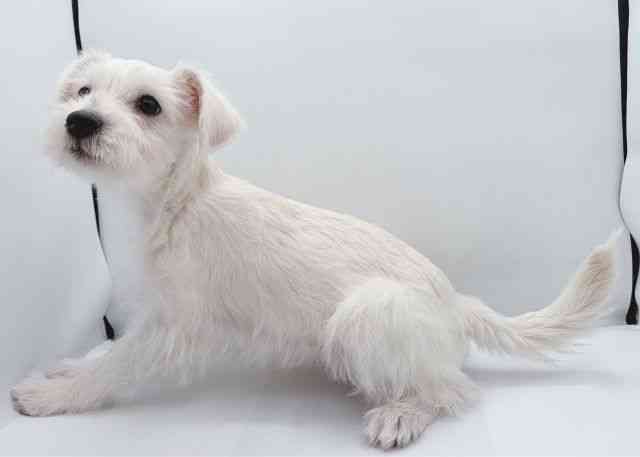 島根県のハーフ犬・ミックス犬 (ひごペットフレンドリーイオン松江ショッピングセンター店/2025年12月4日生まれ/男の子/ホワイト)の子犬の3枚目の画像