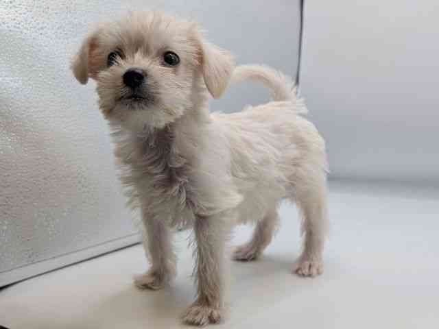 香川県のハーフ犬・ミックス犬 (ひごペットフレンドリーゆめタウン高松店/2025年12月4日生まれ/男の子/ホワイト)の子犬の3枚目の画像