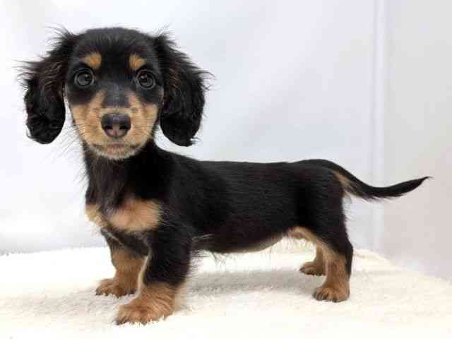 広島県のミニチュアダックスフンド(ロング) (ひごペットフレンドリーゆめタウン廿日市店/2025年12月6日生まれ/女の子/ブラックタン)の子犬の3枚目の画像