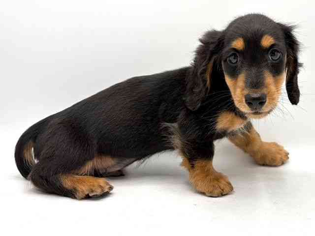 奈良県のミニチュアダックスフンド(ロング) (ひごペットフレンドリー田原本店/2025年12月6日生まれ/男の子/ブラックタン)の子犬の3枚目の画像