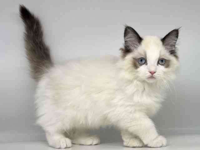 徳島県のラグドール (ひごペットフレンドリーゆめタウン徳島店/2025年12月4日生まれ/女の子/シールポイントバイカラー)の子猫の3枚目の画像