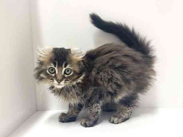 愛知県のアメリカンカール (ひごペットフレンドリーららぽーと名古屋みなとアクルス店/2025年11月19日生まれ/男の子/ブラウンタビー)の子猫の3枚目の画像